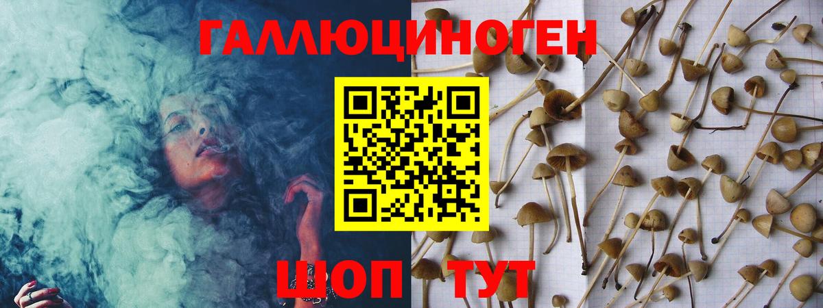 Псилоцибиновые грибы Psilocybe Куйбышев